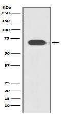TCF7L2 Antibody