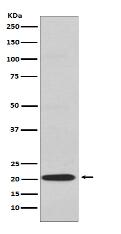 CD3G Antibody