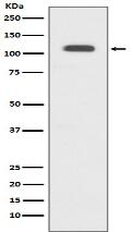 GART Antibody