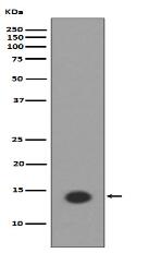 Histone H2A (acetyl K9) Antibody