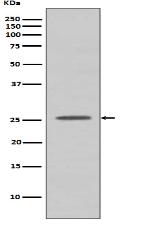 BCL2A1 Antibody