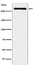 USP9x Antibody