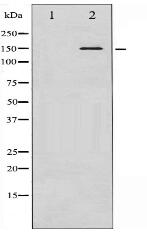 Phospho-Bcr (Tyr360) Antibody