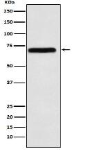 NXF1 Antibody