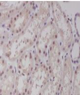 c-Maf Antibody