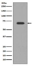 Alas1 Antibody