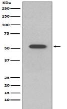 Cytokeratin 10 Antibody