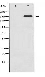 Phospho-CD45 (Ser1007) Antibody