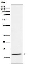 DAP12 Antibody