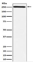 MYO7A Antibody