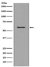 CCR3 Antibody