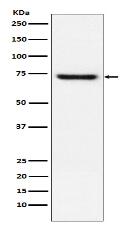 TRF2 Antibody