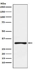 RYBP Antibody