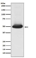 GATA2/3 Antibody