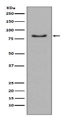 PI 3 Kinase p85 alpha Antibody