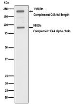 C4D Antibody