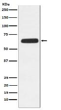 CD89 Antibody