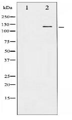 Phospho-CBL (Tyr674) Antibody