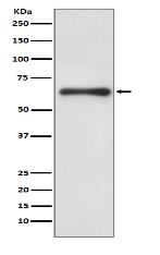 Cdc6 Antibody