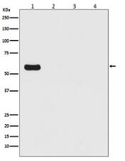 Firefly Luciferase Antibody