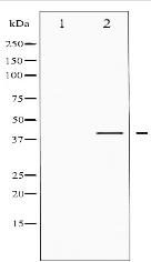 Phospho-CREB (Ser142) Antibody