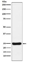 Cathepsin S Antibody