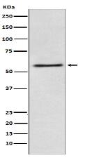 FAAH1 Antibody