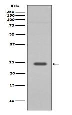 Rab9 Antibody