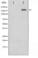 PPAR-BP Antibody