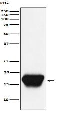 CD52 Antibody