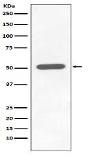 Phospho-Chk1 (S296) Antibody