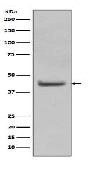 SOX18 Antibody