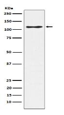 CD162 Antibody