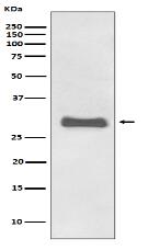 Prion Protein Antibody
