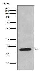Cyclophilin B Antibody
