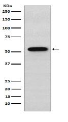 Syntrophin alpha 1 Antibody