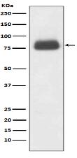 CD36 Antibody