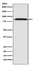 Furin Antibody