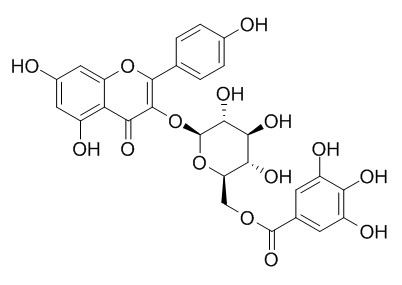 山奈酚 3-O-(6''-没食子酰基)-beta-D-吡喃葡萄糖苷，分析标准品,HPLC≥95%