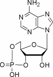 环磷酸腺苷,分析标准品,HPLC≥98%