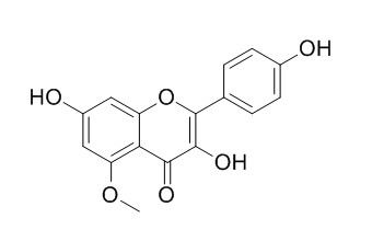 5-甲氧基山奈酚; 5-甲氧基莰非醇,分析标准品,HPLC≥95%