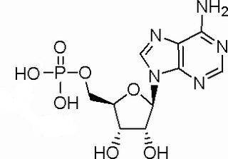 5-腺苷一磷酸,分析标准品,HPLC≥98%
