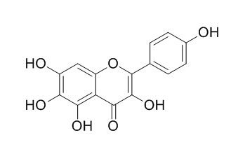 6-羟基山奈酚,分析标准品,HPLC≥95%
