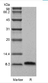 Recombinant Human Beta-defensin 5
