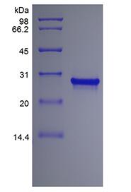 Recombinant Human Fibroblast Growth Factor 13