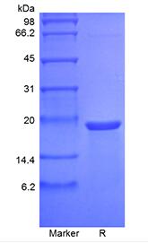 Recombinant Murine Mesencephalic Astrocyte-Derived Neurotrophic Factor