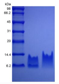 Recombinant Human Beta-defensin 2