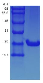 Recombinant Murine Interleukin-6