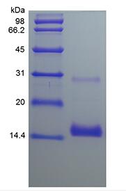 Recombinant Human Bone Morphogenetic Protein 7