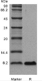 Recombinant Human Epidermal Growth Factor GMP